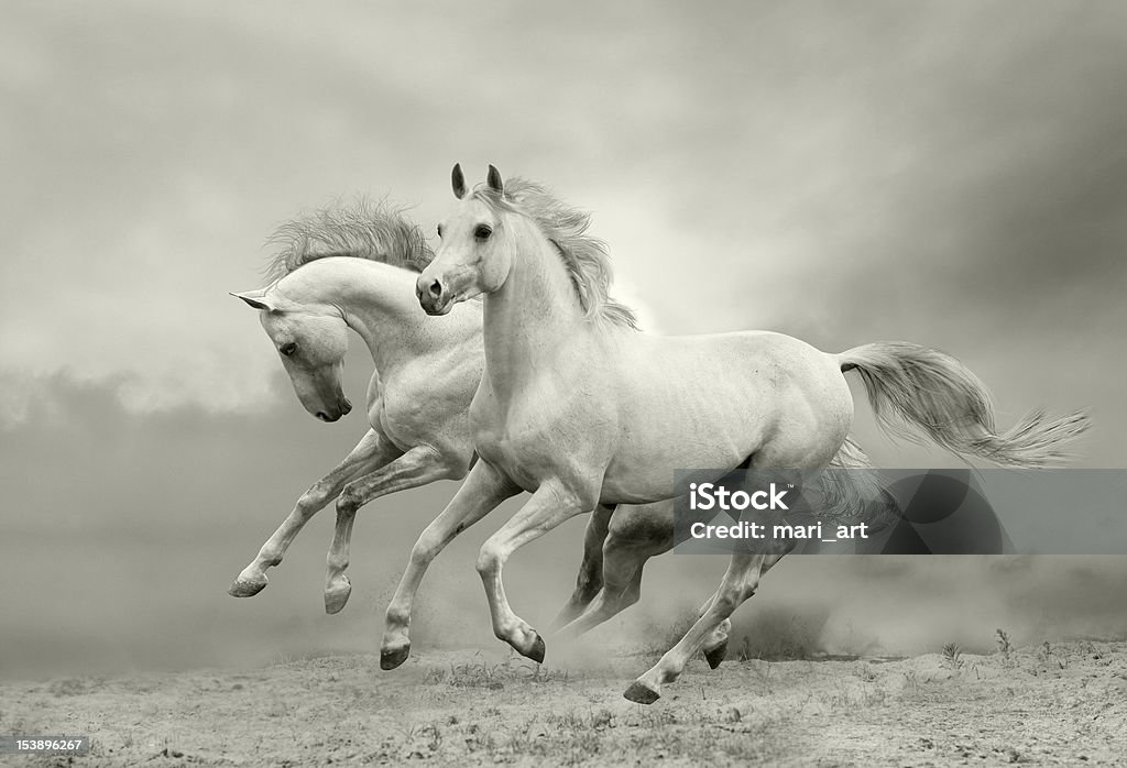 white horses run white horses run in dust Horse Stock Photo