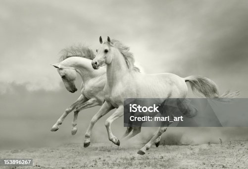 670 Two White Horses Stock Photos, Pictures & Royalty-Free Images - iStock