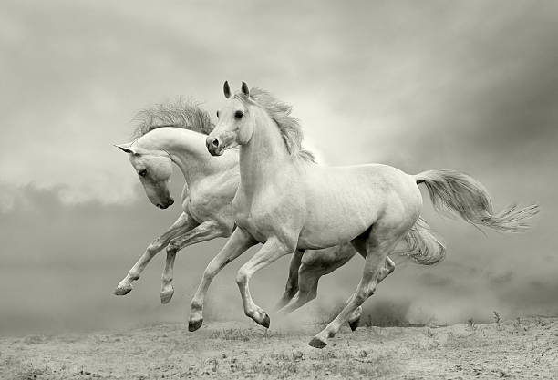 white horses run white horses run in dust three animals photos stock pictures, royalty-free photos & images