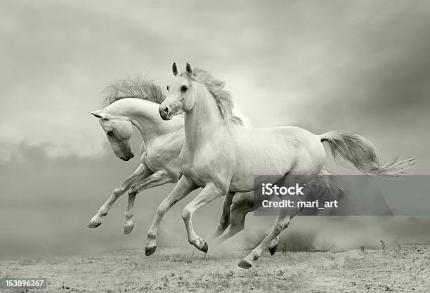 White Horses Run Stock Photo - Download Image Now - Horse, Animals In The Wild, Running