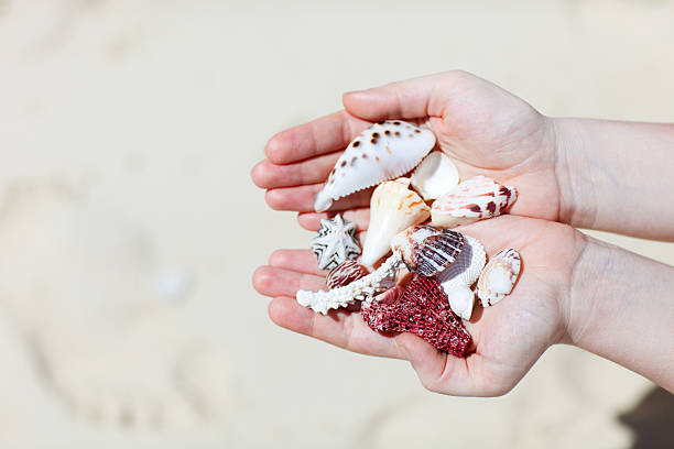 istock Close up of seashells 153896430