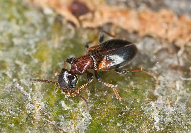 omonadus formicarius em madeira, extremo close-up - formicarius imagens e fotografias de stock