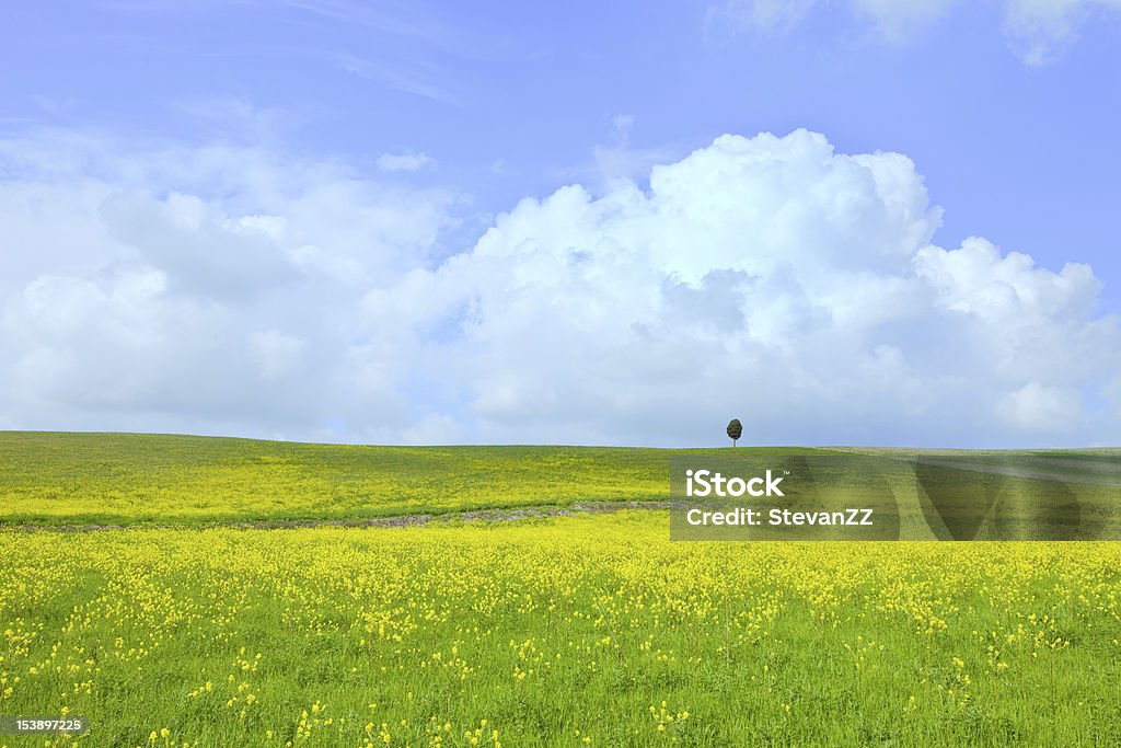 Jaune Vert champ, arbre et bleu ciel nuageux clair - Photo de Agriculture libre de droits