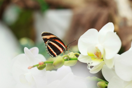 Butterfly sitting on a white orchid.