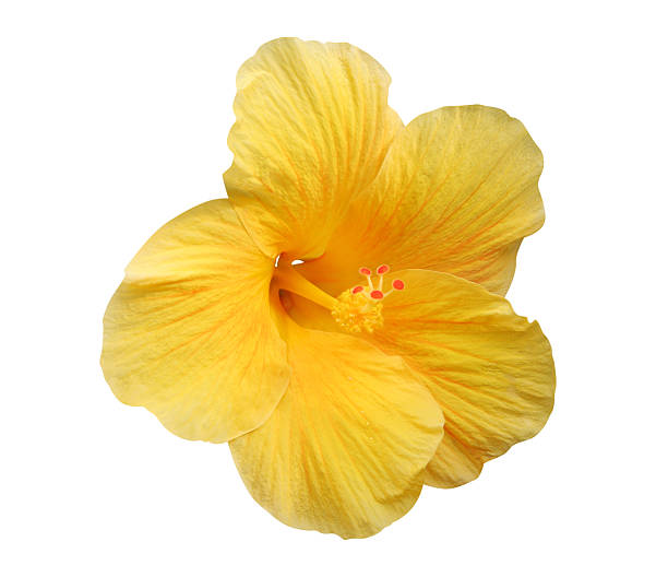 Yellow Hibiscus flower - isolated, path included stock photo