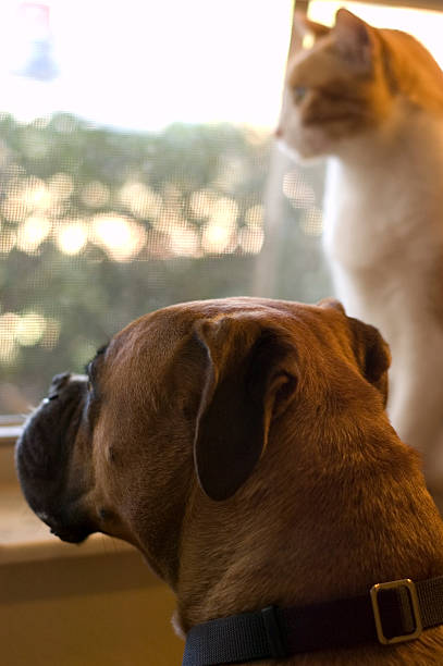 istock Boxer and Orange Cat looking out window 153900365