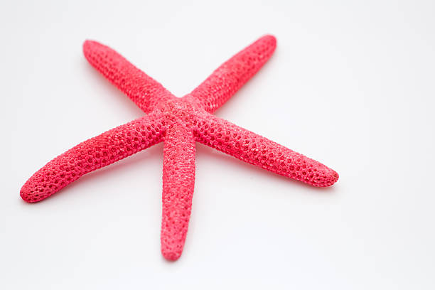 rosa stella di - pentagonaster starfish foto e immagini stock