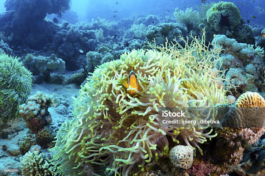 Clownfish - Royalty-free Amphiprion akallopisos Foto de stock