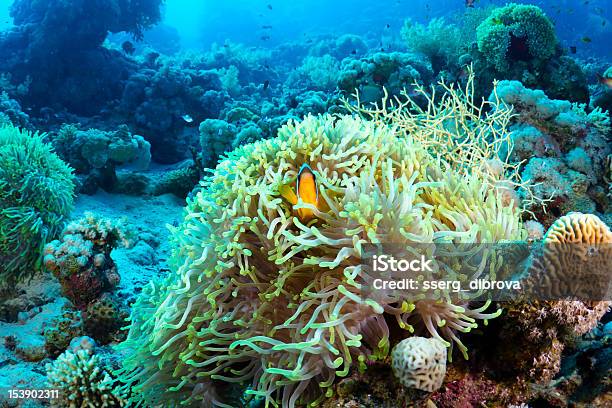 Clownfish - Fotografias de stock e mais imagens de Amphiprion akallopisos - Amphiprion akallopisos, Amphiprion bicinctus, Animal
