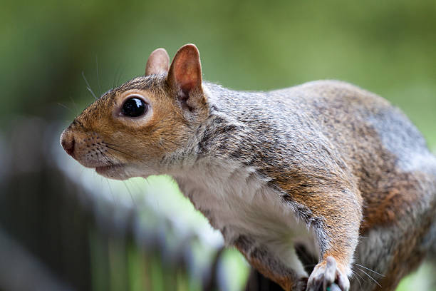 istock Grey Squirrel in the wildlife 153902315