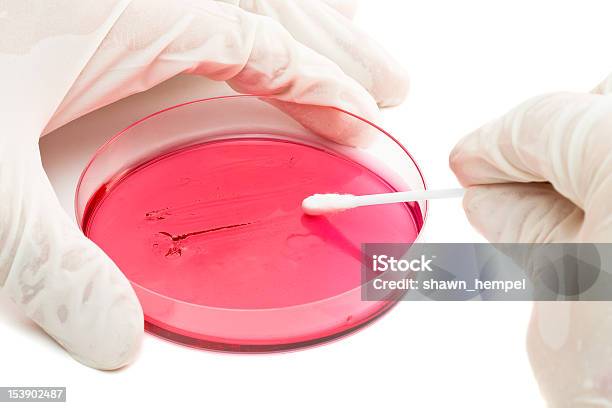 Inoculazione Di Batteri Campione Nella Piastra Petri - Fotografie stock e altre immagini di Cotton fioc
