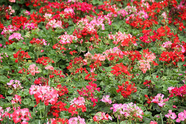 istock colorful flower bed background 153903245
