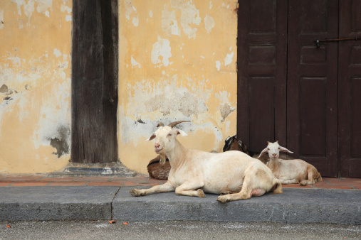 Mother goat and its childs sitting in front of the old wall
