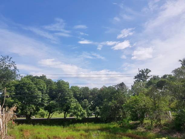 istock snake - rail fenced off area with trees and grass in foreground. 1539035986