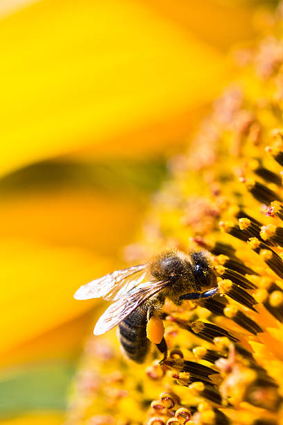 istock Honey bee pollinating sunflower 153905141