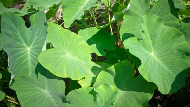 istock green taro plants exposed to the afternoon sun 1539054331