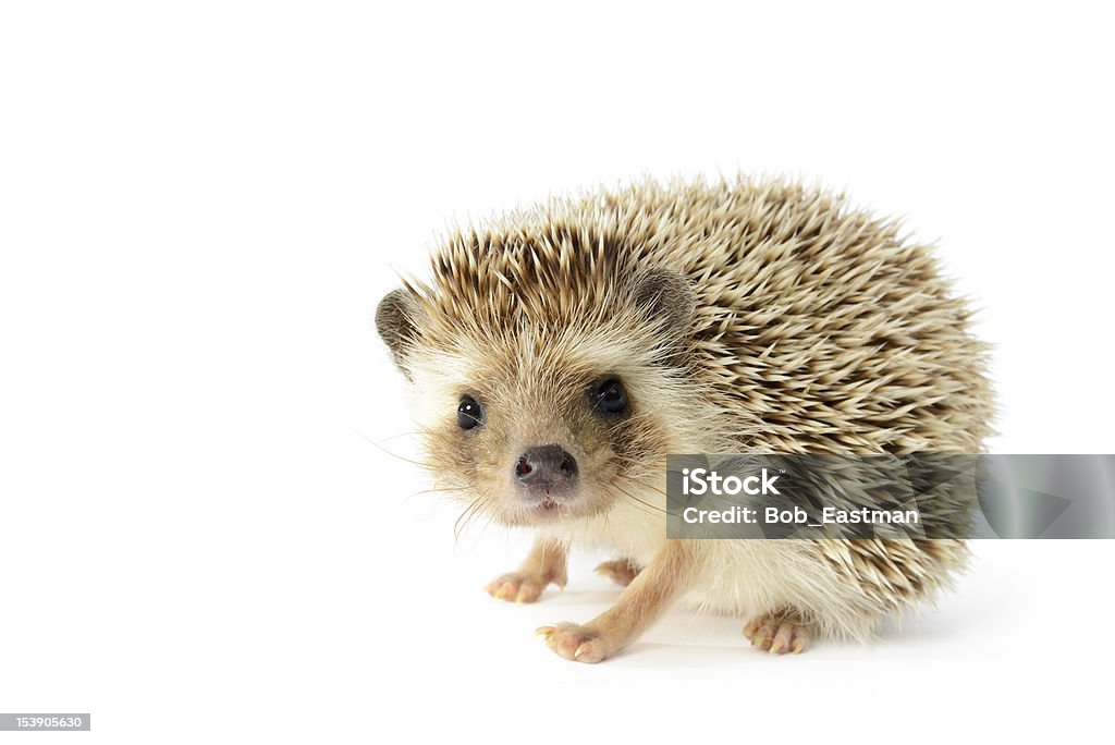 Hedgehog isolated on white background Hedgehog (erinaceus albiventris) isolated on white background. Hedgehog Stock Photo