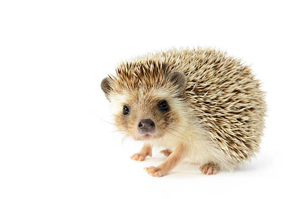 Hedgehog isolated on white background Hedgehog (erinaceus albiventris) isolated on white background. hedgehog stock pictures, royalty-free photos & images