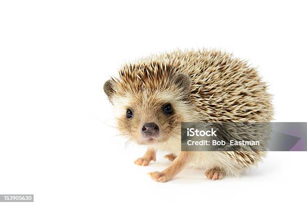 Hedgehog Isolated On White Background Stock Photo - Download Image Now - Hedgehog, White Background, Animal