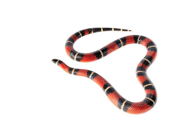 istock Nelsons milksnake isolated on white background 153905651