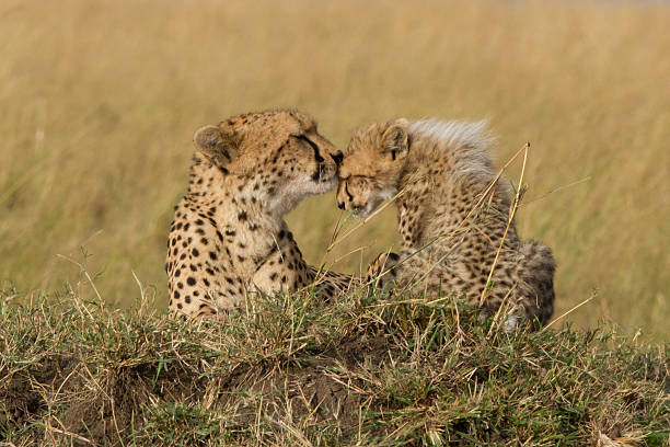 istock Cheetah mother with cub, Masai Mara 153906202