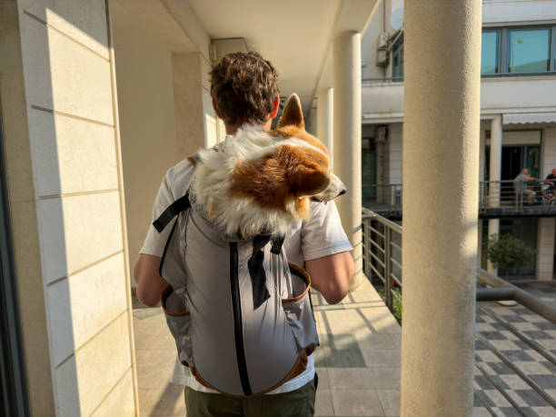 istock A Man with dog Welsh Corgi Pembroke in a special backpack, back view 1539064721