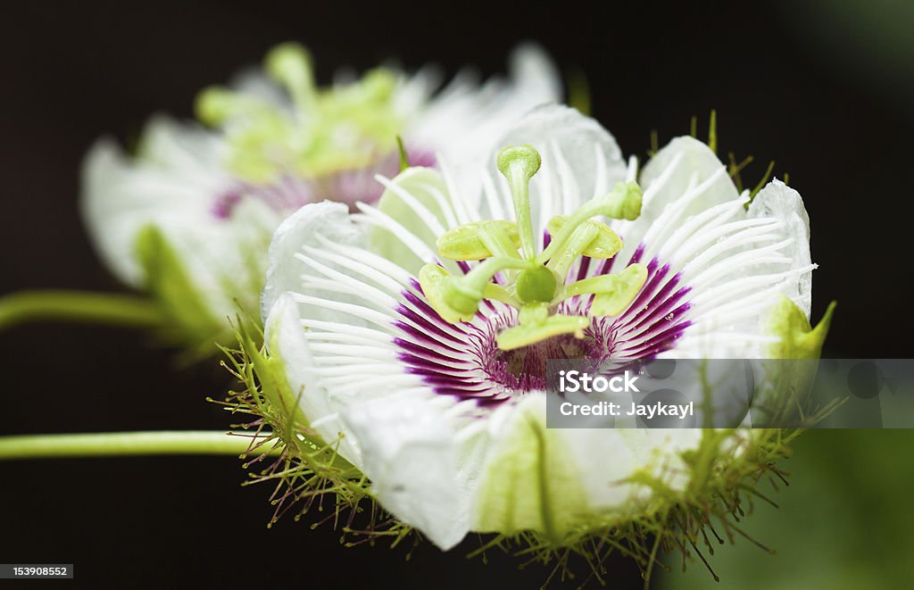 Bellissimi fiori di frutto della passione - Foto stock royalty-free di Ambientazione esterna