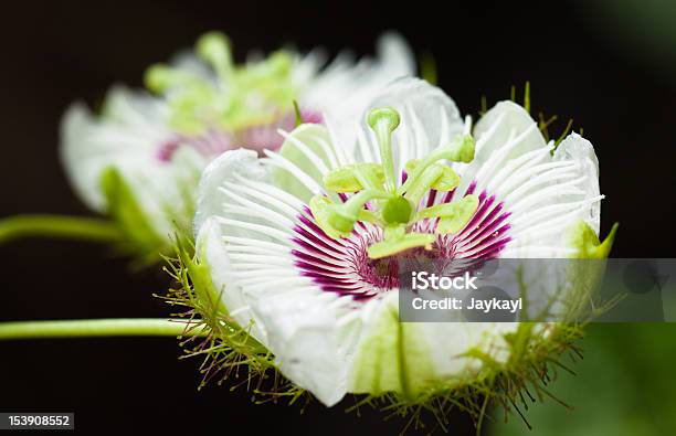 Bellissimi Fiori Di Frutto Della Passione - Fotografie stock e altre immagini di Ambientazione esterna - Ambientazione esterna, Ambientazione tranquilla, Bellezza