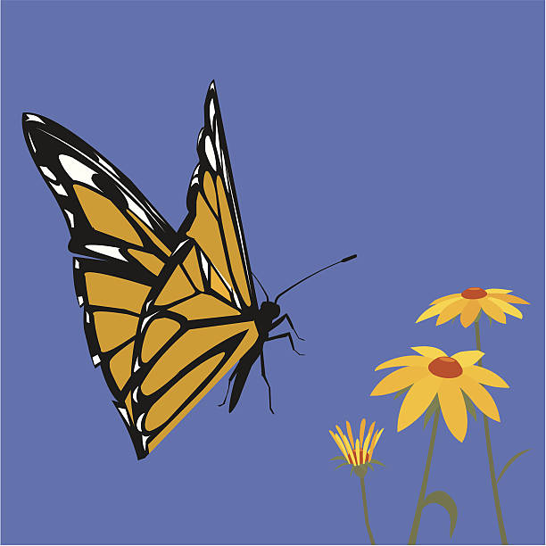 Airborne Monarch Butterfly vector art illustration