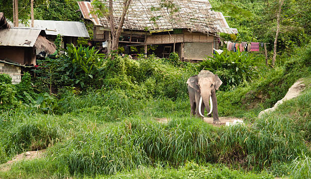 Thai elefante em um vilarejo contexto - foto de acervo