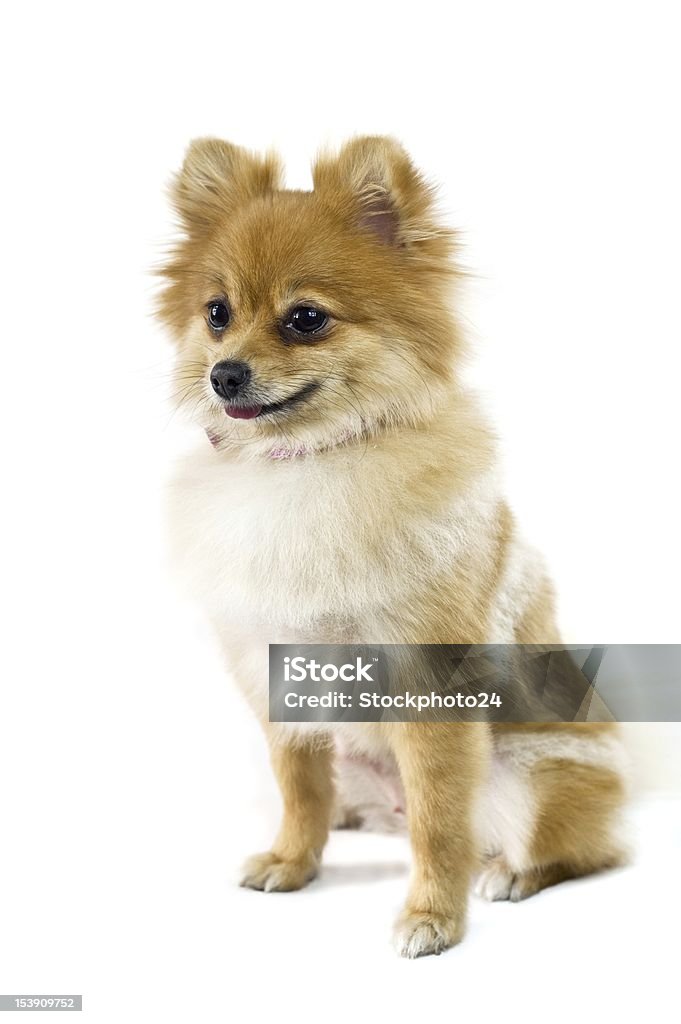 Il grazioso Volpino di Pomerania cane su bianco - Foto stock royalty-free di Animale