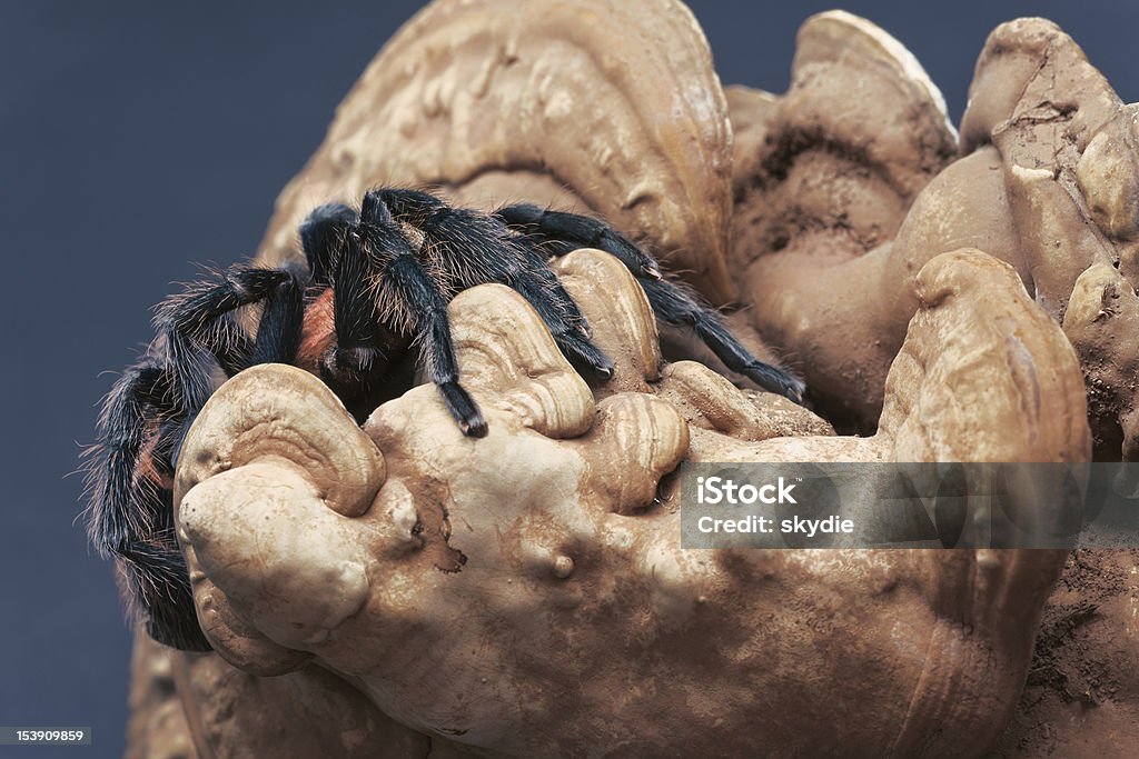 Costa Rica di sedere di tigre su staffa dell'artista - Foto stock royalty-free di Animale