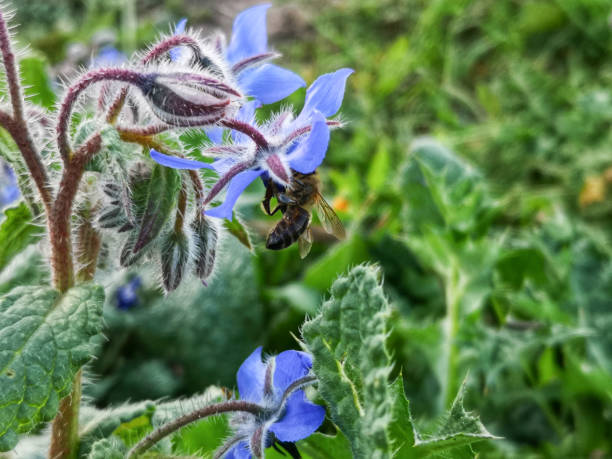 istock Nature's Delicate Dance_Captivating Harmony of Bee and Sunlit Flowers 1539098713