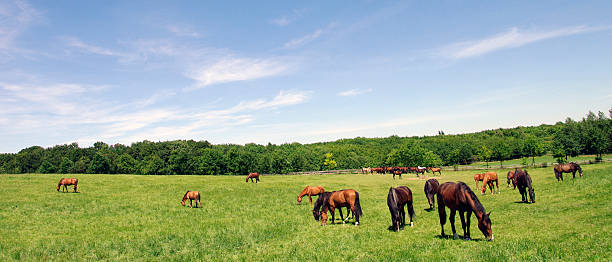 istock Horses in the country 153909889