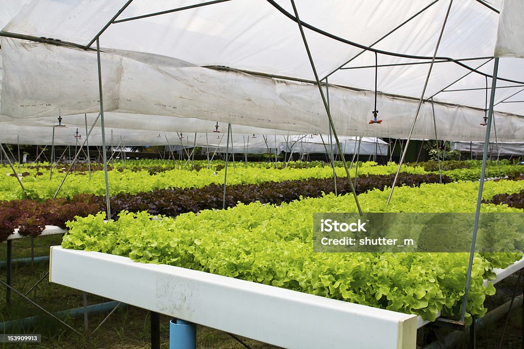 Hidropónica Legumes - Royalty-free Agricultura Foto de stock