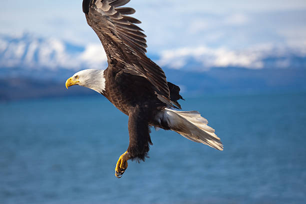 Bald Eagle Flying stock photo