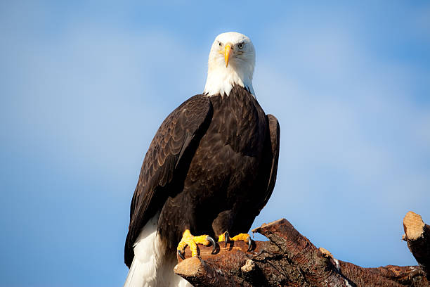 Bald Eagle on Perch stock photo
