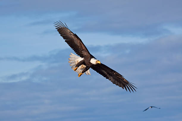 Bald Eagle Flying stock photo