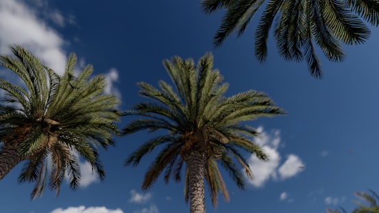 View of palm trees against sky. 3D visualization