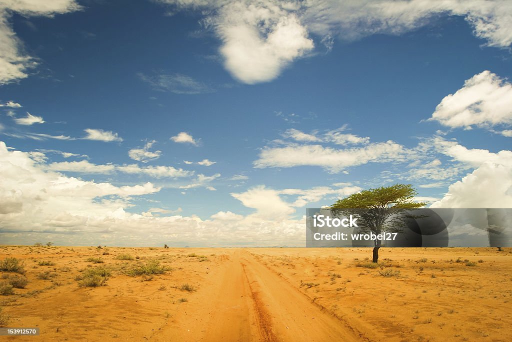 Albero solitario nel deserto - Foto stock royalty-free di Acacia