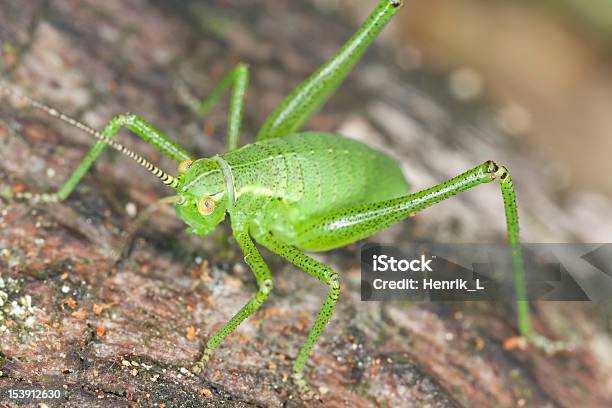 Giovane Verrucadi Tensione Extreme Closeup Con Alto Ingrandimento - Fotografie stock e altre immagini di Albero