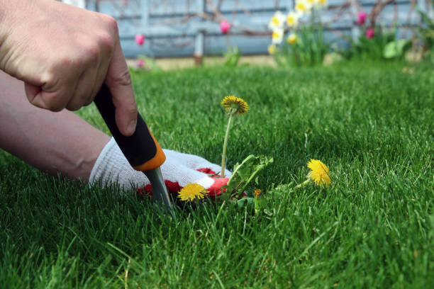istock A man  is pulling  dandelion, weeds out from the grass loan otside. 1539160189