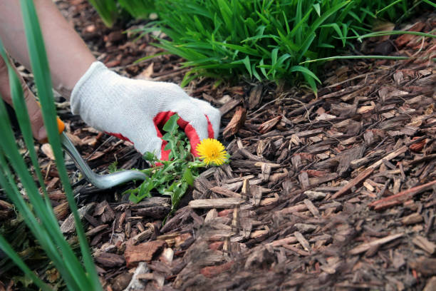istock A man  is pulling  dandelion, weeds out from the grass loan otside. 1539160579