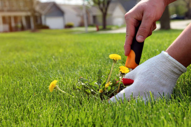 A man  is pulling  dandelion, weeds out from the grass loan otside.