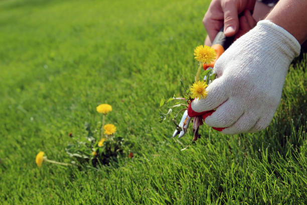 istock A man  is pulling  dandelion, weeds out from the grass loan otside. 1539161097