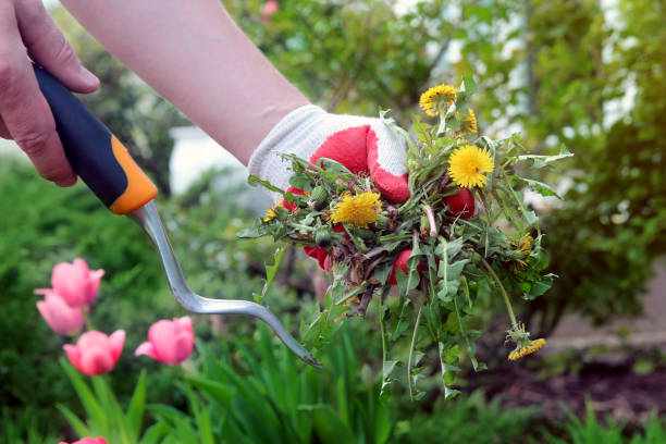 istock A man  is pulling  dandelion, weeds out from the grass loan otside. 1539161628