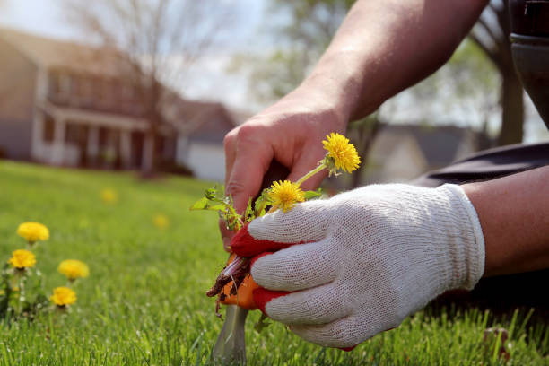 istock A man  is pulling  dandelion, weeds out from the grass loan otside. 1539161743