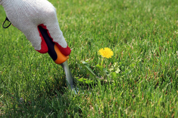 istock A man  is pulling  dandelion, weeds out from the grass loan otside. 1539162662