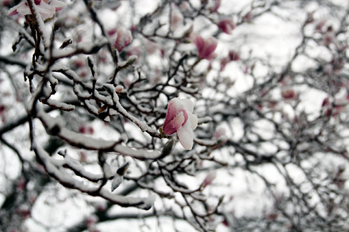 Spring Frost Covering Magnolia tree and Garden with Snow