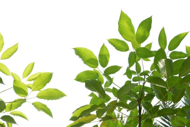 istock Tropical tree with leaves branches on white isolated background for green foliage backdrop 1539163704